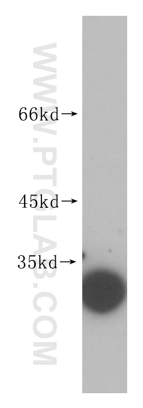 14-3-3 western blot WB 14503-1-AP 14-3-3 Antibody 14-3-3; 1C5; HS1