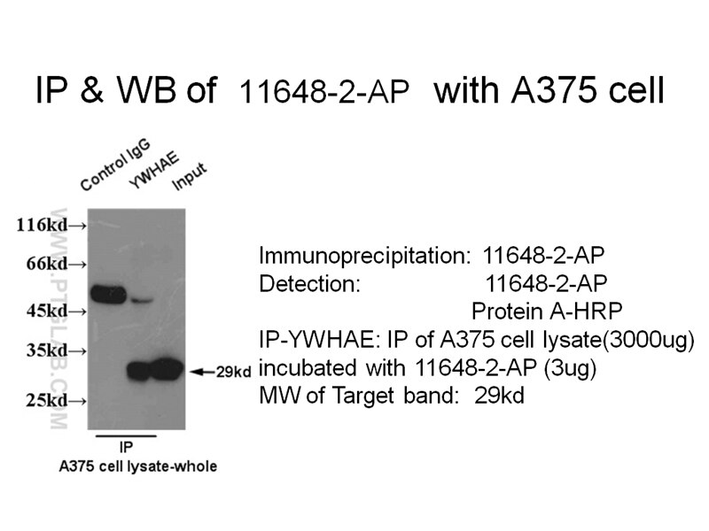 14-3-3E IP 11648-2-AP 14-3-3E Antibody 14-3-3E; FLJ45465; KCIP-1; MDCR; MDS