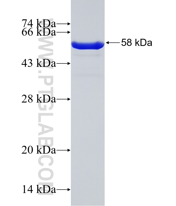 14-3-3E fusion protein ag2247 SDS-PAGE