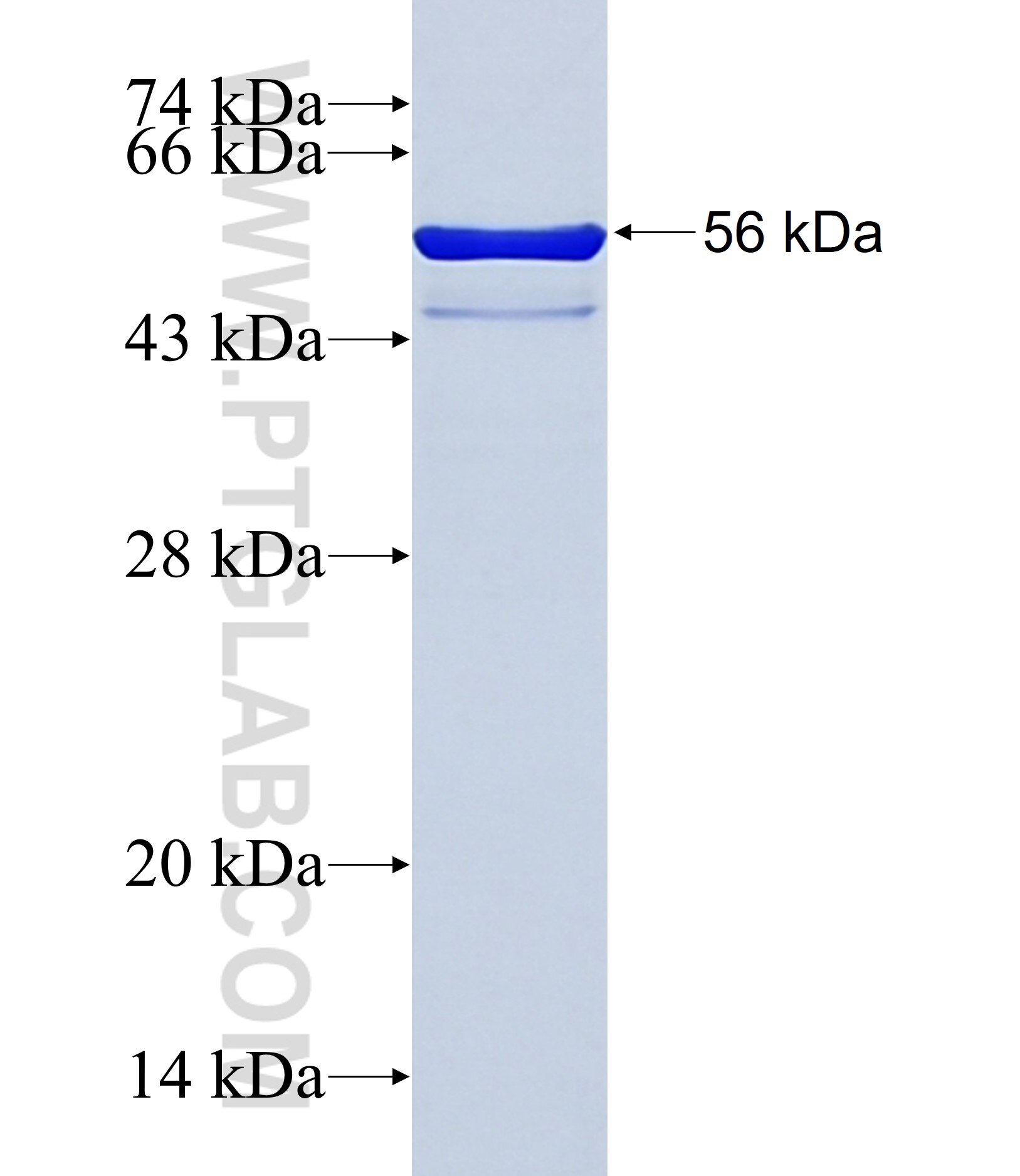 14 3 3GAMMA fusion protein ag3047 SDS-PAGE
