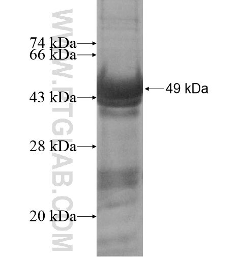 3BP2 fusion protein ag14720 SDS-PAGE