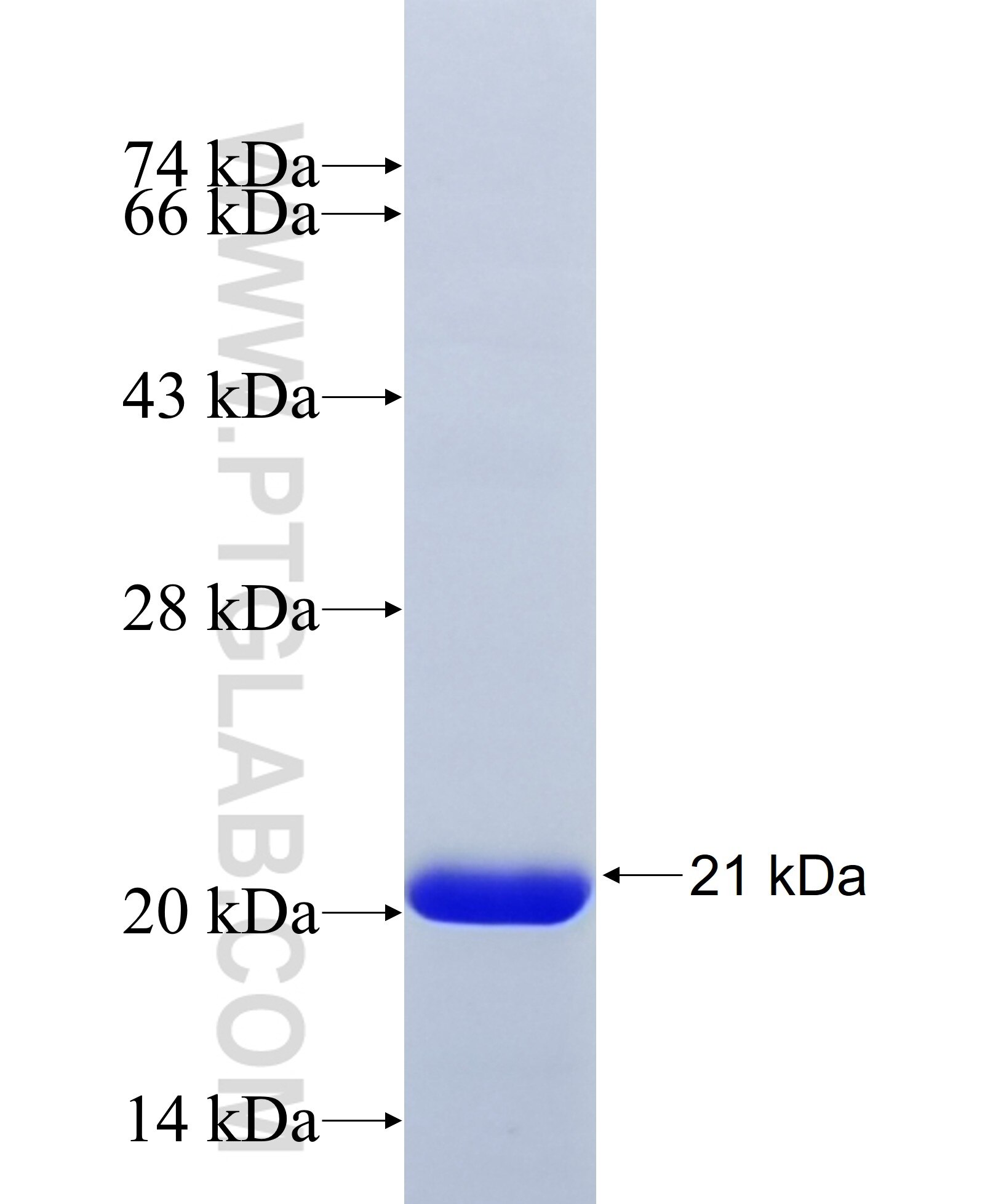 4EBP1 fusion protein ag18985 SDS-PAGE