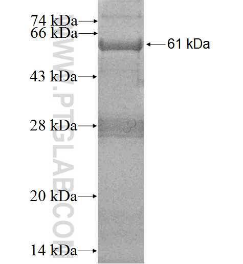 A4GALT fusion protein ag3069 SDS-PAGE