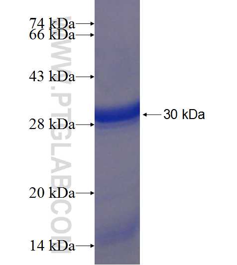 A4GNT fusion protein ag18432 SDS-PAGE