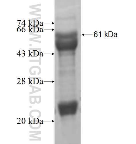 AAAS fusion protein ag7211 SDS-PAGE