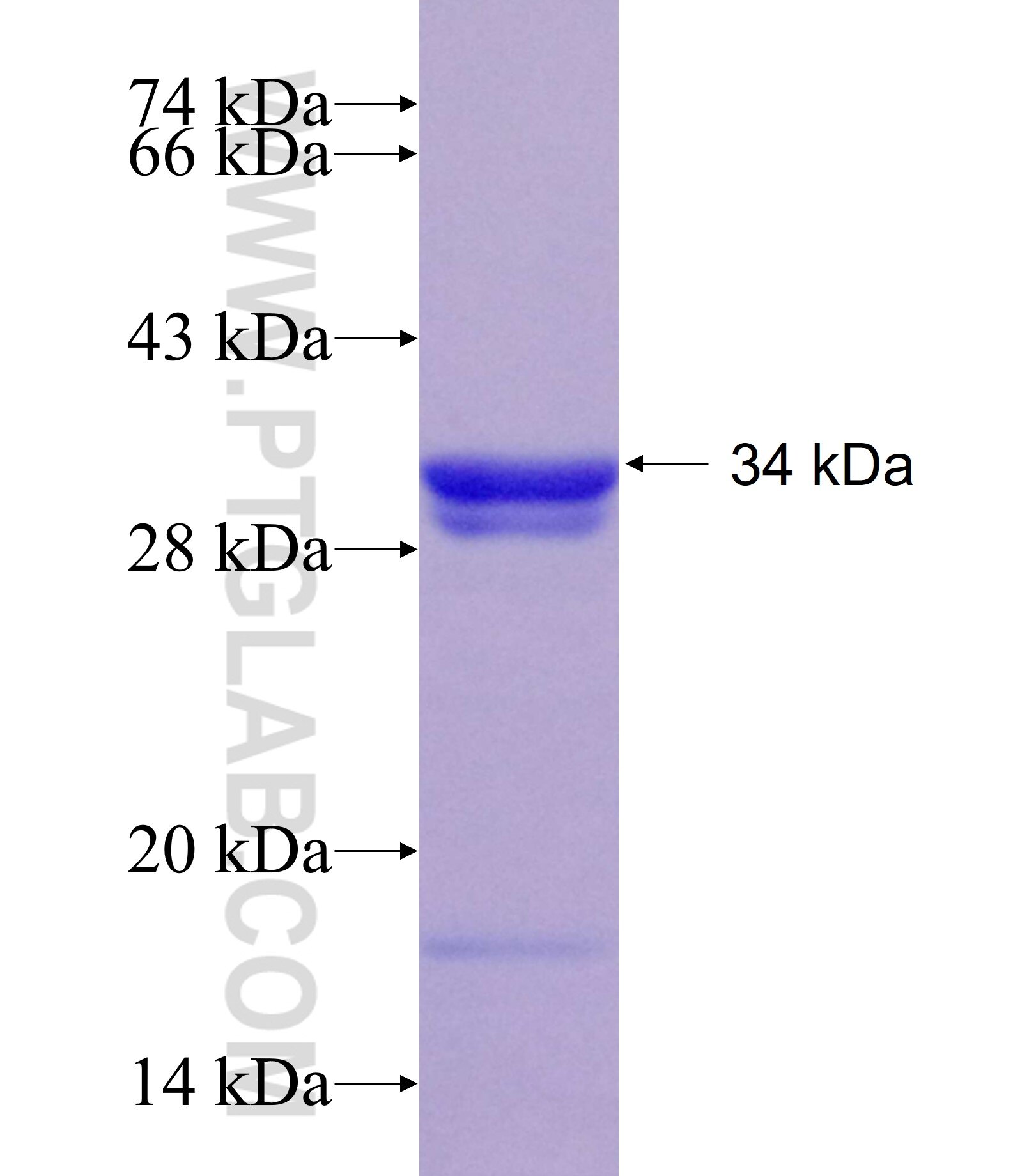 ABCB10 fusion protein ag6298 SDS-PAGE