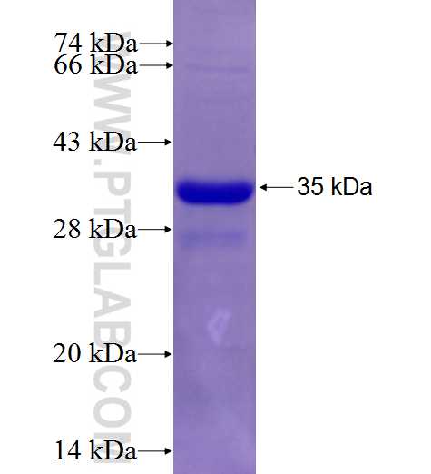 ABCB6 fusion protein ag7045 SDS-PAGE