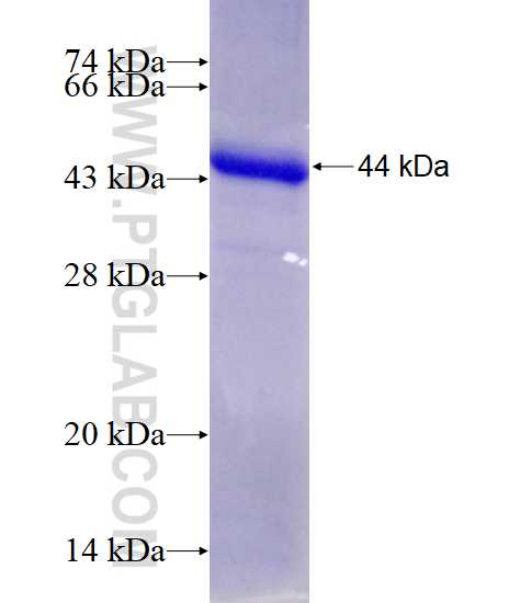 ABCG1 fusion protein ag17329 SDS-PAGE