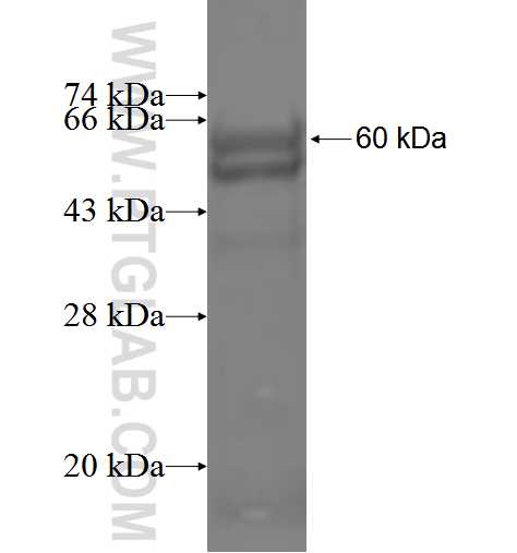 ABHD2 fusion protein ag5108 SDS-PAGE