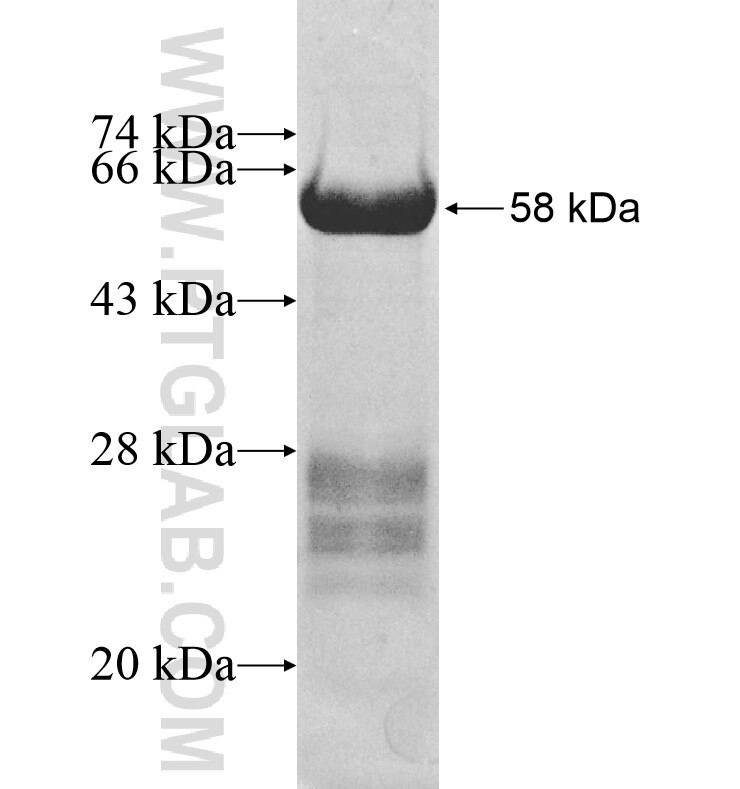 ABI3 fusion protein ag8164 SDS-PAGE