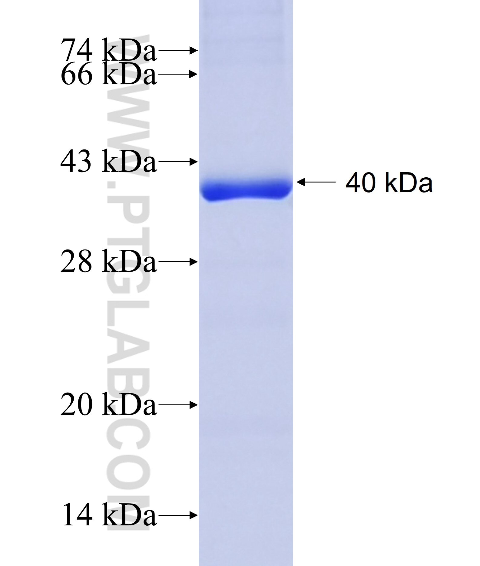 ABL2 fusion protein ag11860 SDS-PAGE