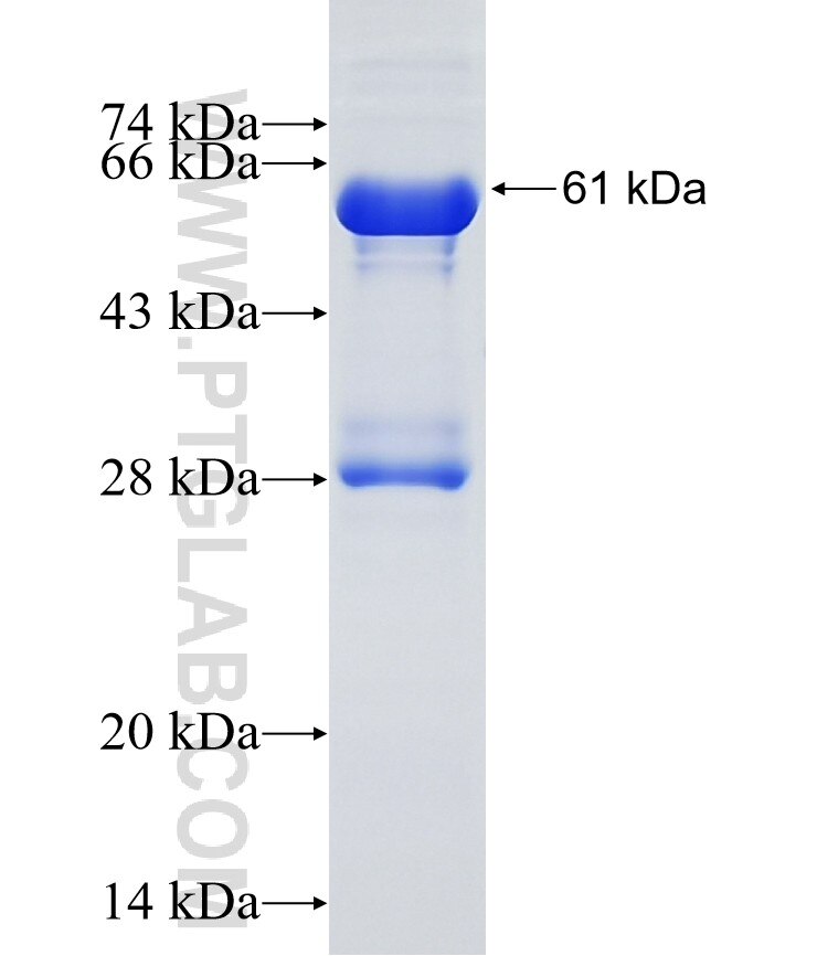 ACHE fusion protein ag12146 SDS-PAGE