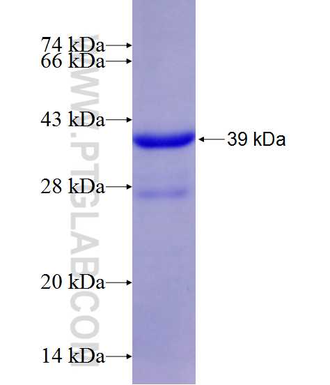 ACHE fusion protein ag12214 SDS-PAGE