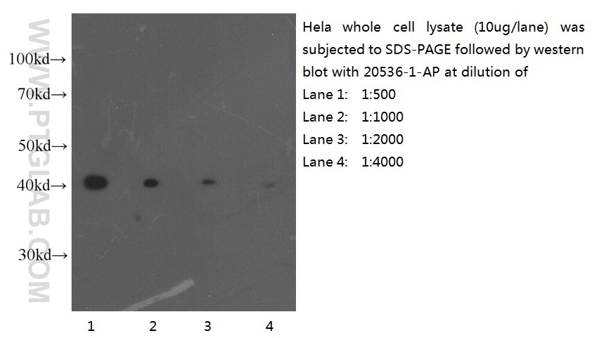 ACTB WB 20536-1-AP ACTB Antibody PS1TP5BP1