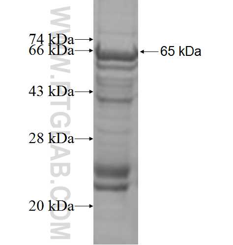 ACVR1C fusion protein ag3162 SDS-PAGE