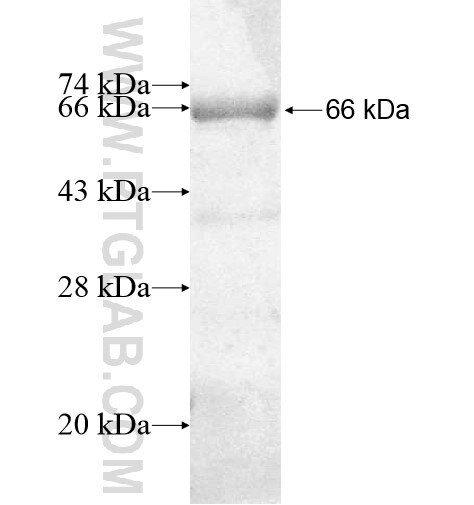 ADAMDEC1 fusion protein ag12265 SDS-PAGE