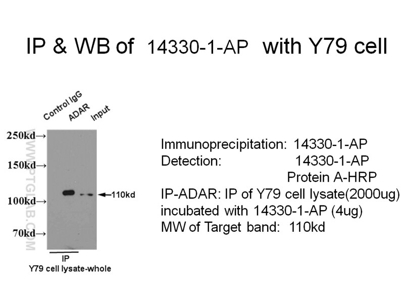 ADAR1 IP 14330-1-AP ADAR1 Antibody ADAR1; DRADA; DSH; DSRAD; G1P1; IFI-4; IFI4; K88dsRBP; p136