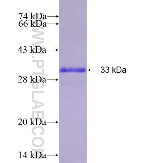 ADORA1 fusion protein ag14092 SDS-PAGE