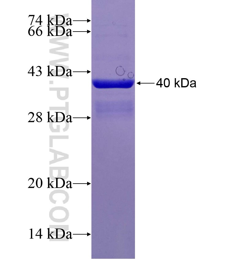 ADORA2A fusion protein ag0470 SDS-PAGE