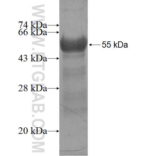 ADRA2A fusion protein ag5562 SDS-PAGE