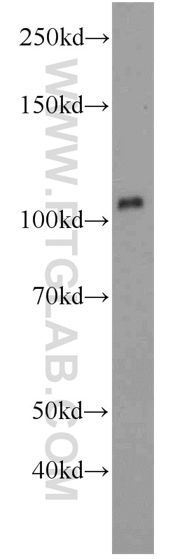 AHR western blot WB 17840-1-AP AHR Antibody bHLHe76