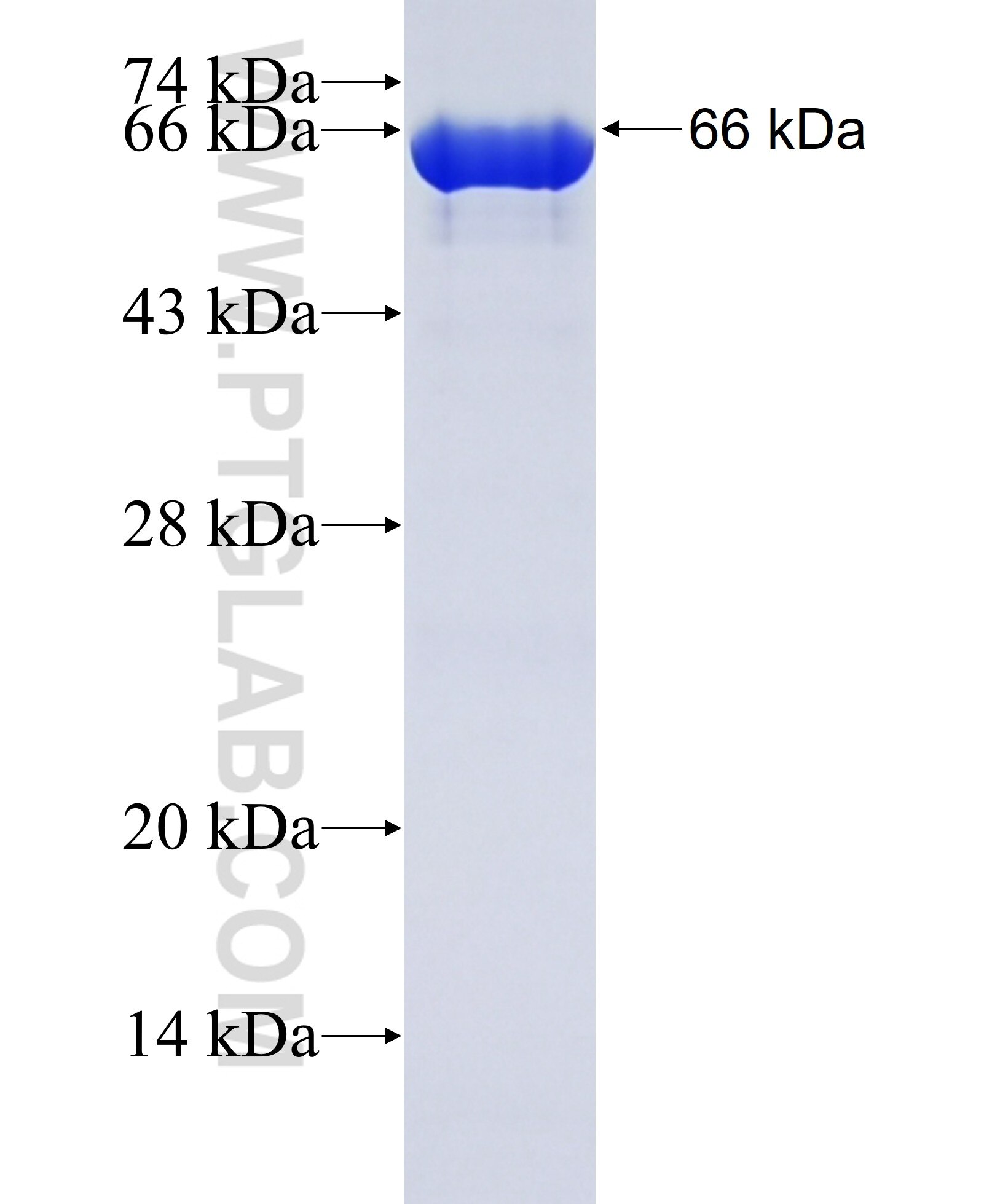 AIFM2 fusion protein ag13412 SDS-PAGE