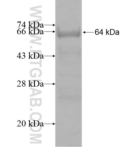 AIP fusion protein ag12869 SDS-PAGE