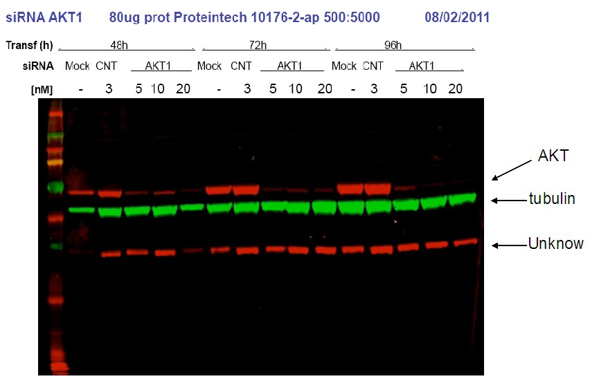 AKT WB 10176-2-AP AKT Antibody AKT; MGC99656; PKB; PKB-ALPHA; PRKBA; RAC; RAC-ALPHA