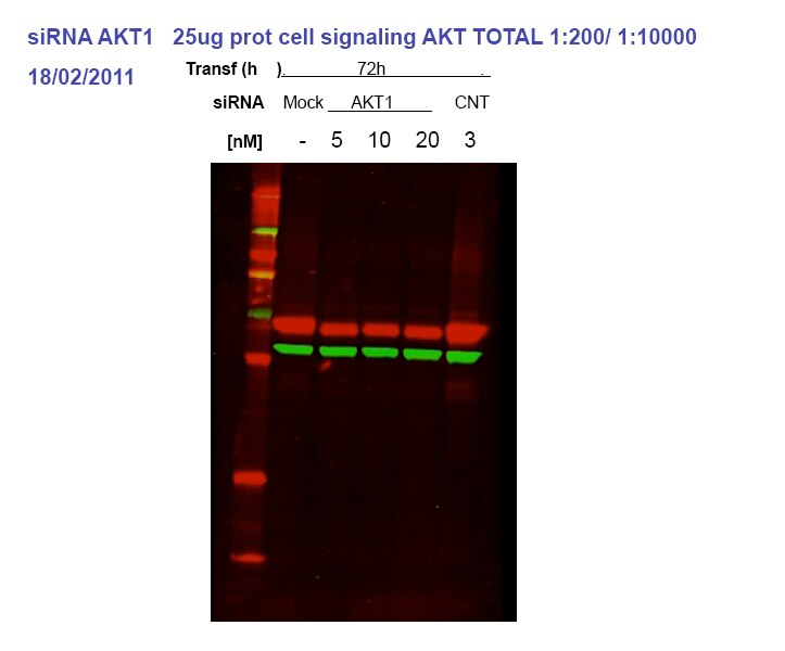AKT WB 10176-2-AP AKT Antibody AKT; MGC99656; PKB; PKB-ALPHA; PRKBA; RAC; RAC-ALPHA