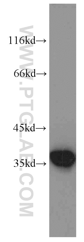 ANXA1 western blot WB 21990-1-AP ANXA1 Antibody ANX1; LPC1