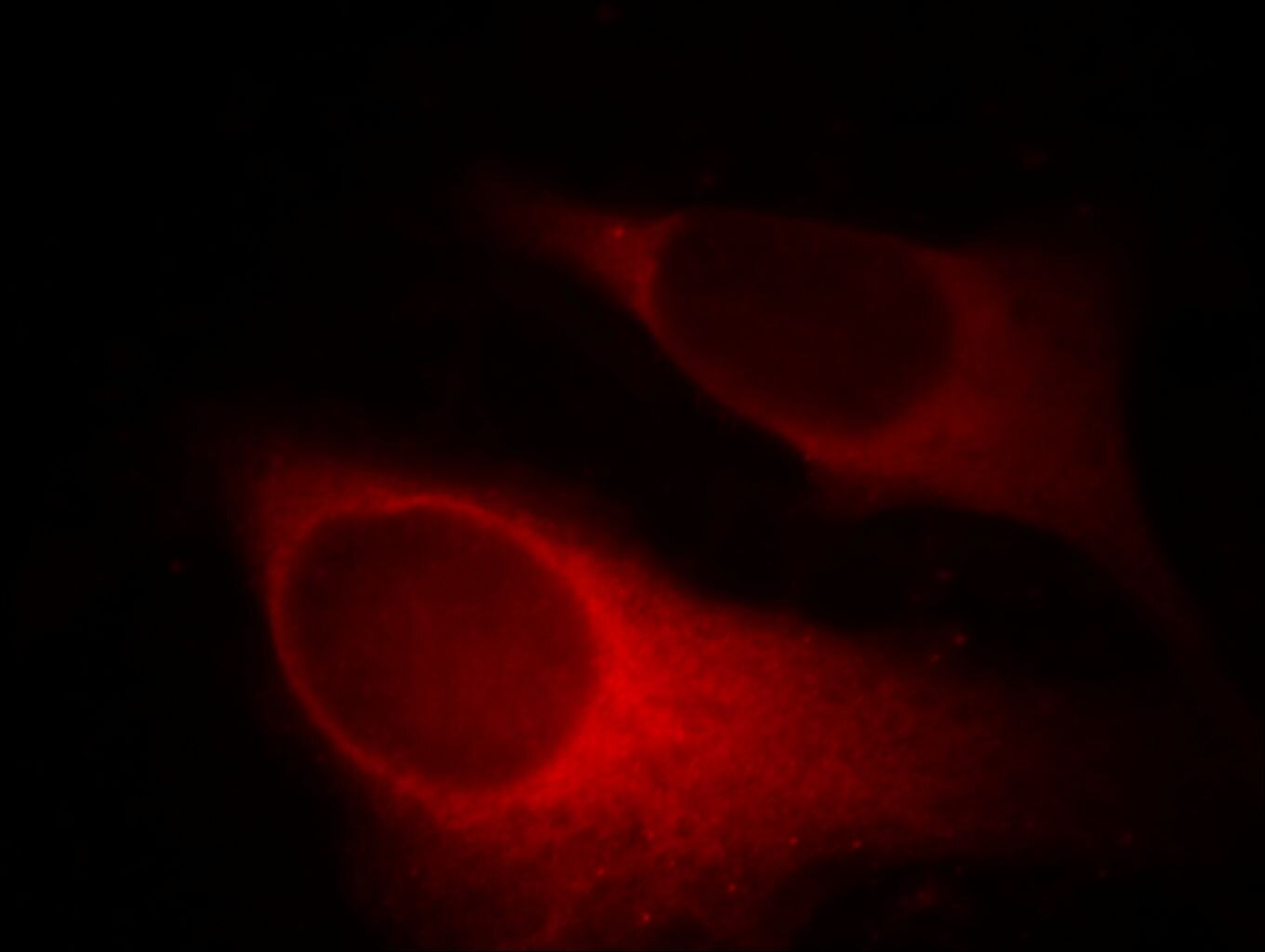ANXA2 Immunofluorescence IF 66035-1-Ig ANXA2 Antibody ANX2; ANX2L4; CAL1H; LIP2; LPC2; LPC2D; P36; PAP-IV