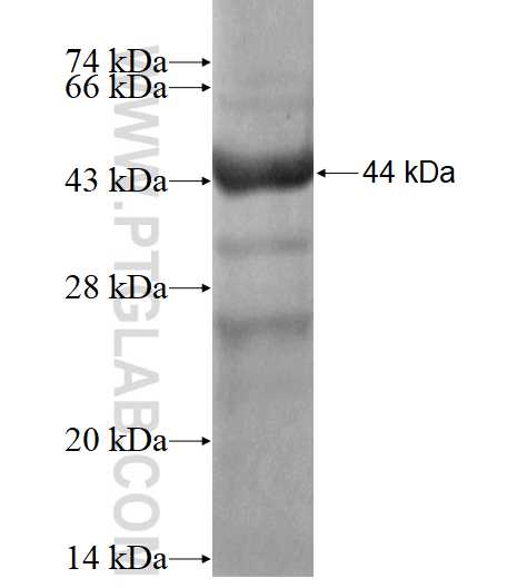 APOA5 fusion protein ag12568 SDS-PAGE