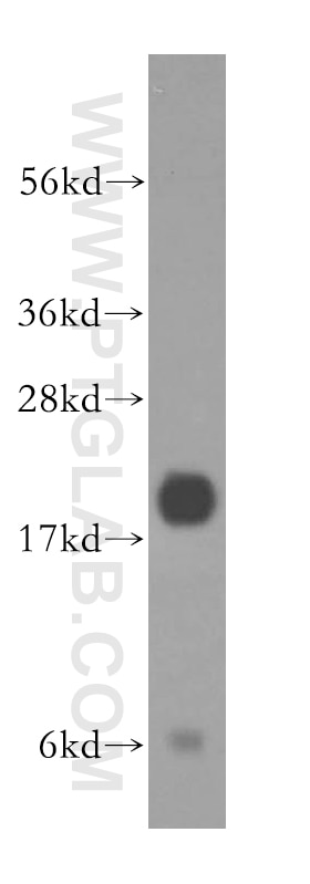 ARF4 western blot WB 11673-1-AP ARF4 Antibody ARF2