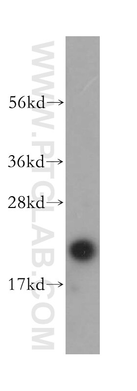 ARF5 western blot WB 15281-1-AP ARF5 Antibody 