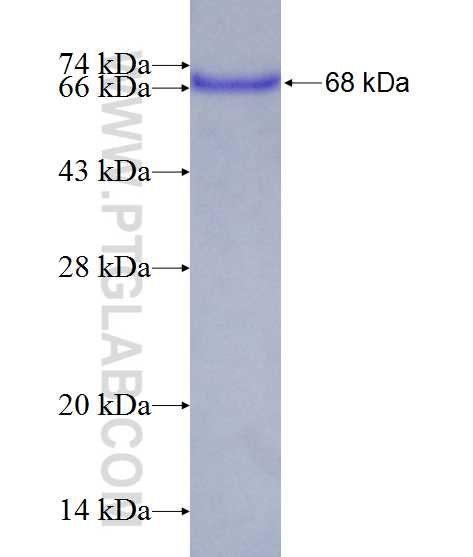 ARFIP1 fusion protein ag12122 SDS-PAGE