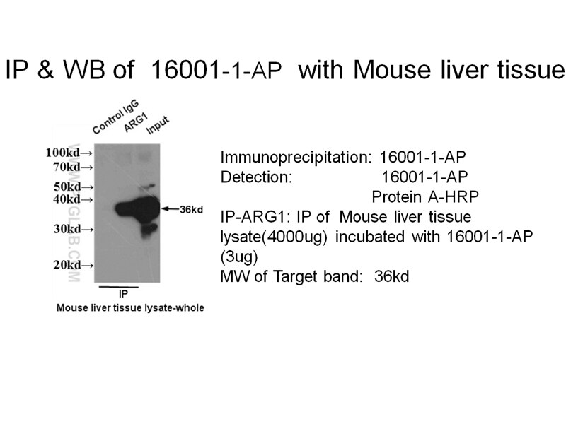 ARG1 IP 16001-1-AP ARG1 Antibody 
