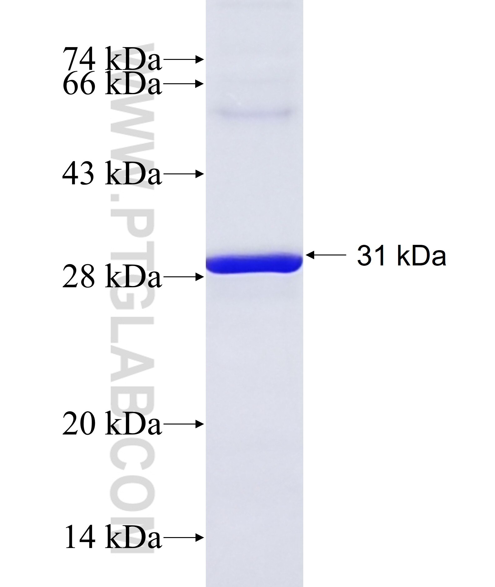 ARG1 fusion protein ag8810 SDS-PAGE
