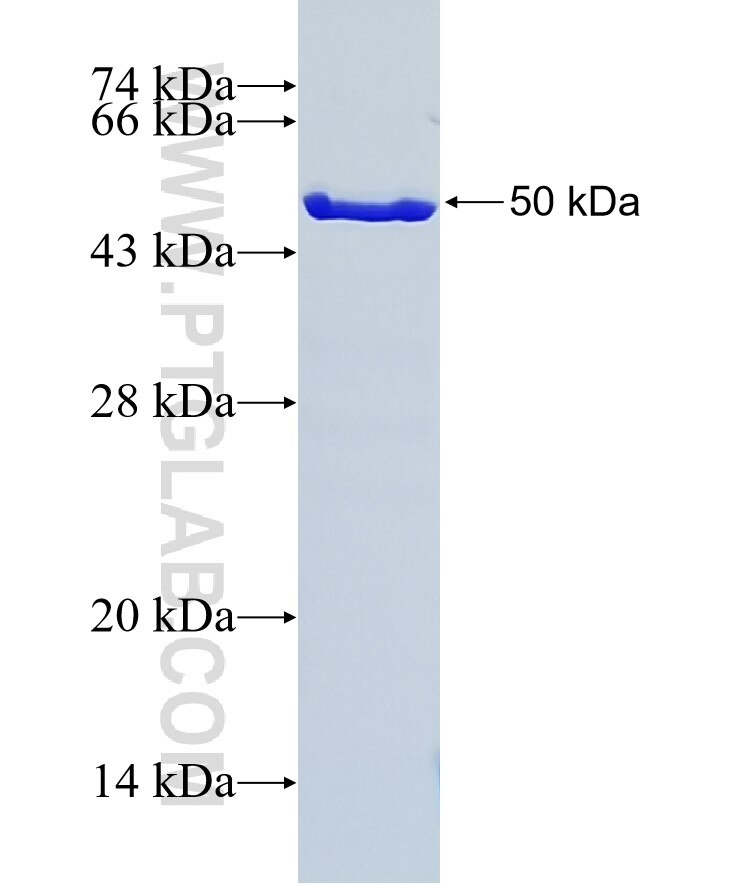 ARHGDIB fusion protein ag9078 SDS-PAGE