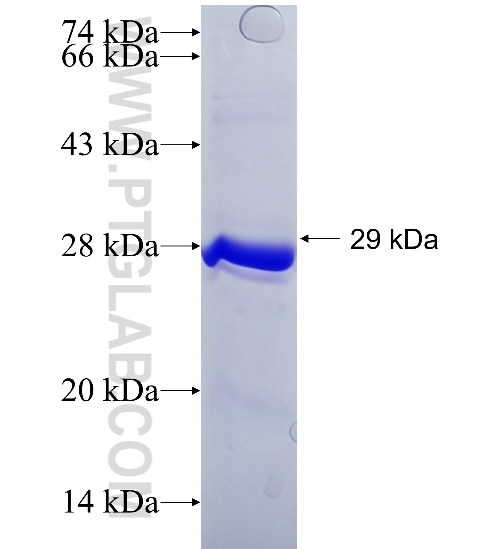 ARHGDIB fusion protein ag9091 SDS-PAGE