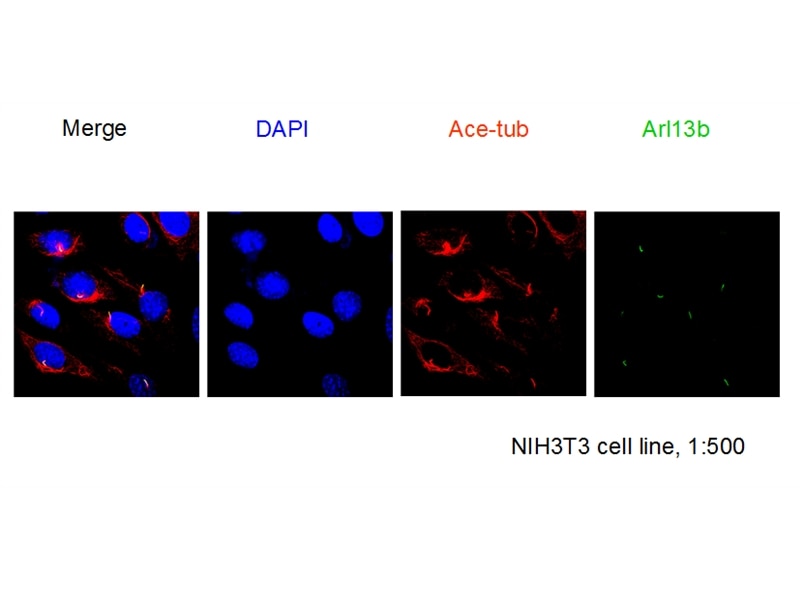 ARL13B IF 17711-1-AP ARL13B Antibody ARL2L1; DKFZp686E2075; DKFZp686L2472; DKFZp686M2074; DKFZp761H079; JBTS8; MGC120611; MGC120612