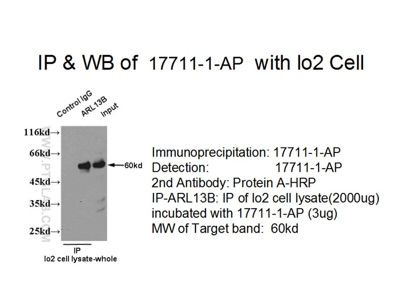 ARL13B IP 17711-1-AP ARL13B Antibody ARL2L1; DKFZp686E2075; DKFZp686L2472; DKFZp686M2074; DKFZp761H079; JBTS8; MGC120611; MGC120612