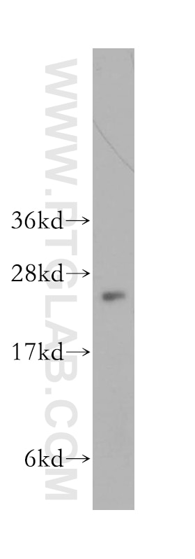 ARL5B western blot WB 11694-1-AP ARL5B Antibody ARL8