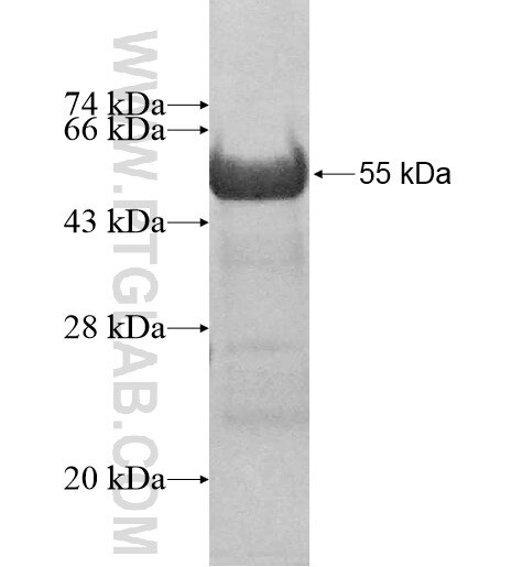 ARMC10 fusion protein ag14313 SDS-PAGE