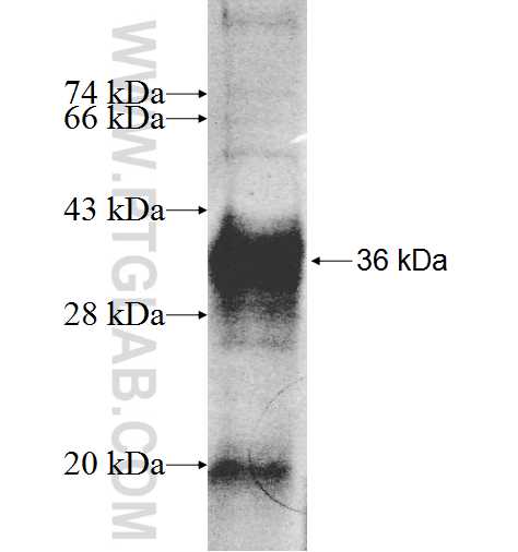 ASB1 fusion protein ag8848 SDS-PAGE
