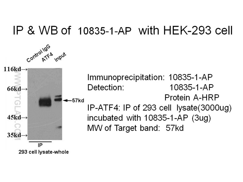 ATF4 IP 10835-1-AP ATF4 Antibody CREB-2; CREB2; TAXREB67; TXREB
