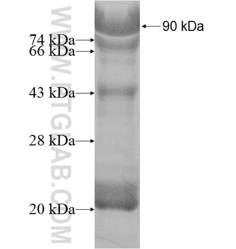 ATF6B fusion protein ag8502 SDS-PAGE