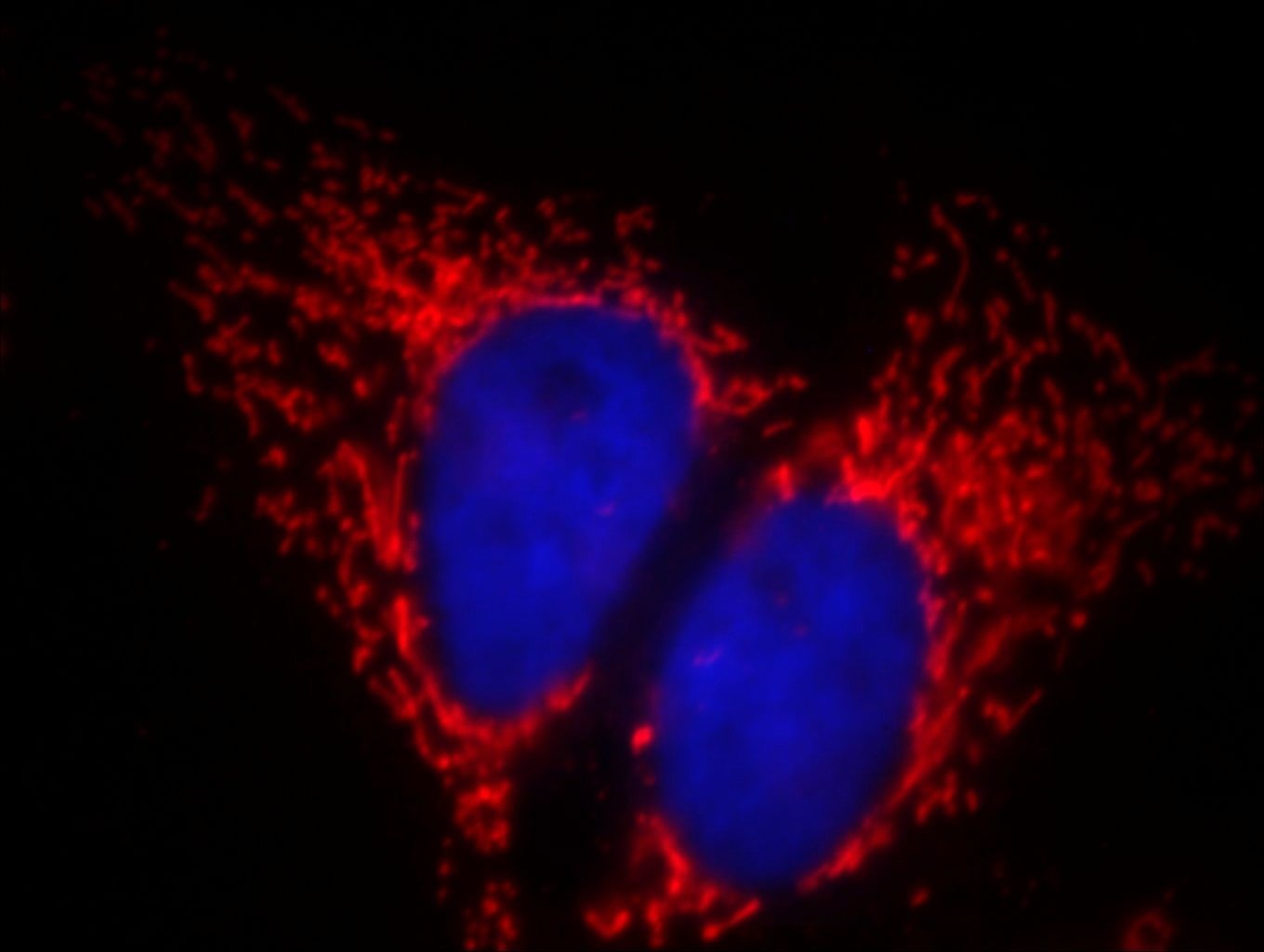 ATP5A1 Immunofluorescence IF 66037-1-Ig ATP5A1 Antibody ATP5A; ATP5AL2; ATPM; MOM2; OMR; ORM; hATP1