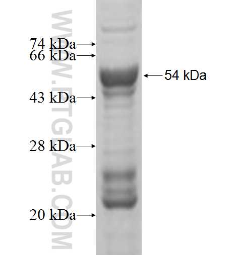ATP6V1D fusion protein ag6737 SDS-PAGE