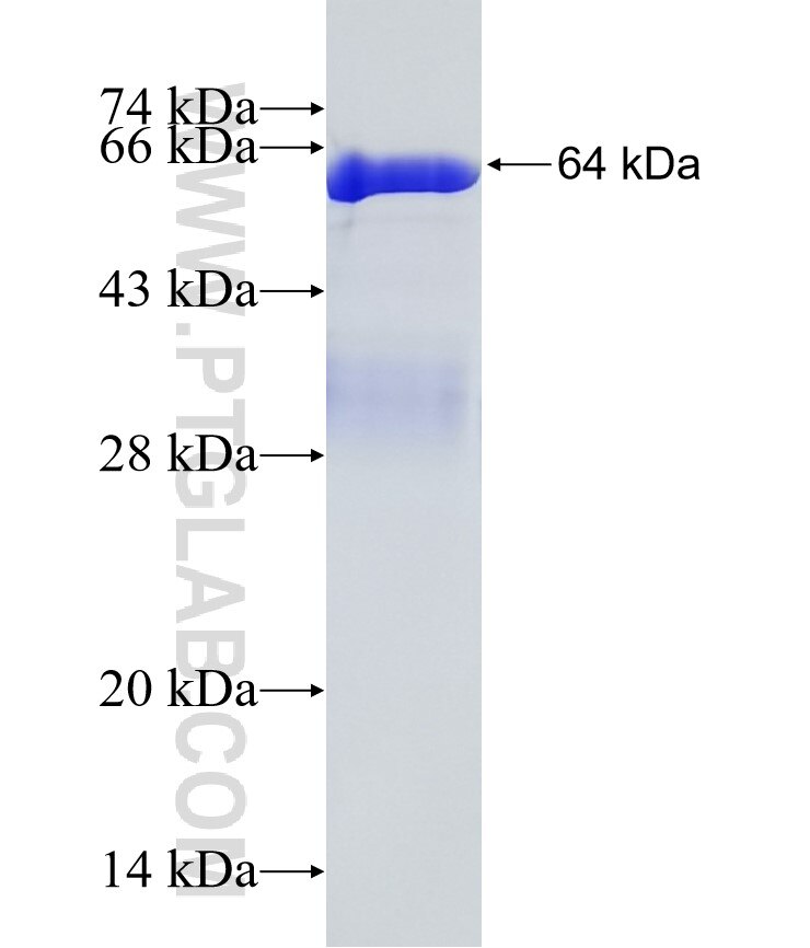 ATXN2 fusion protein ag16470 SDS-PAGE