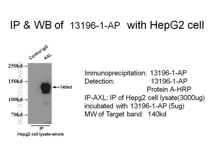 AXL IP 13196-1-AP AXL Antibody JTK11; UFO